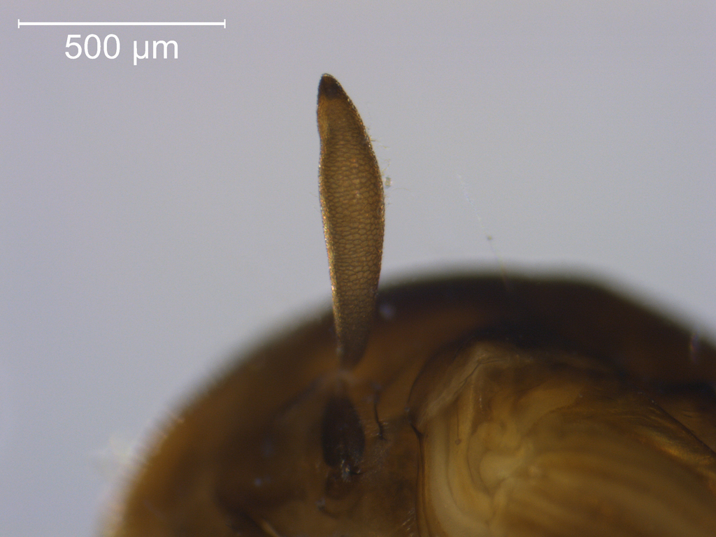 Mochlonyx velutinus 1